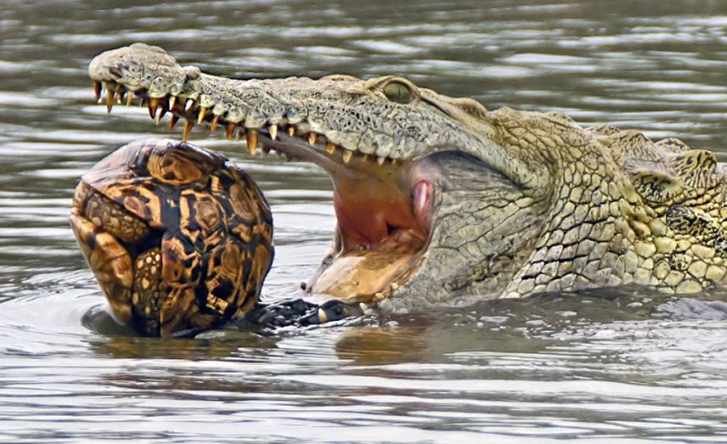 Qué comen los cocodrilos